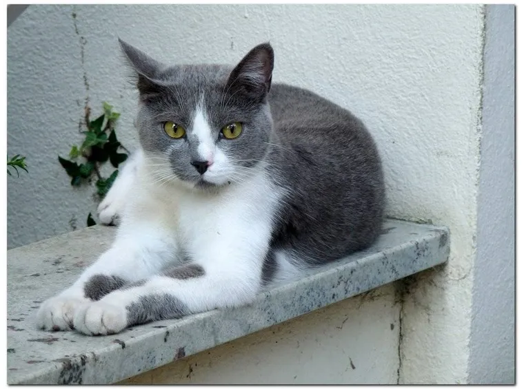 Gatto europeo disteso