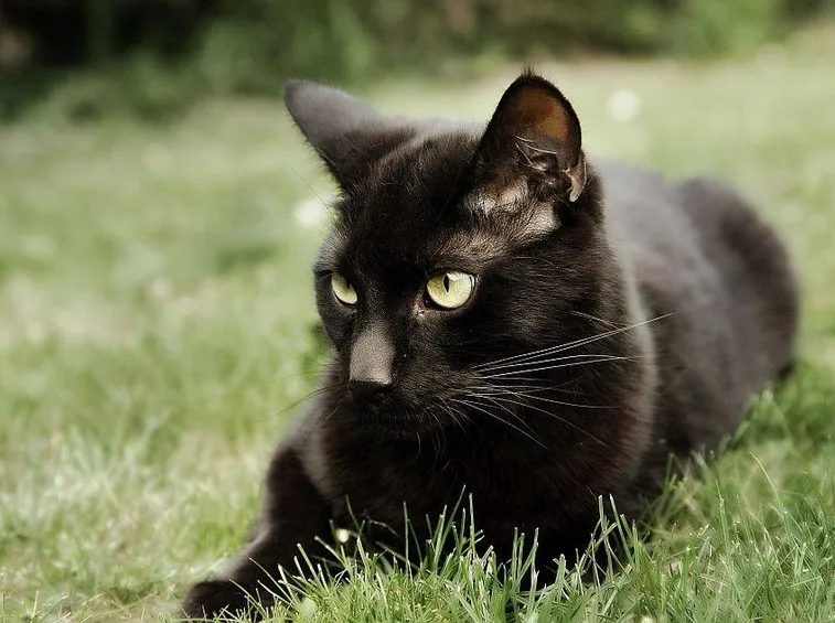 Gatto nero europeo