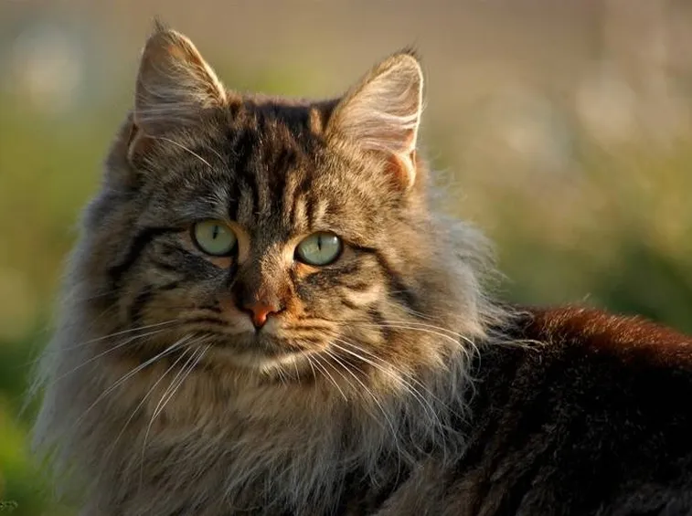 Gatto tigrato a pelo lungo