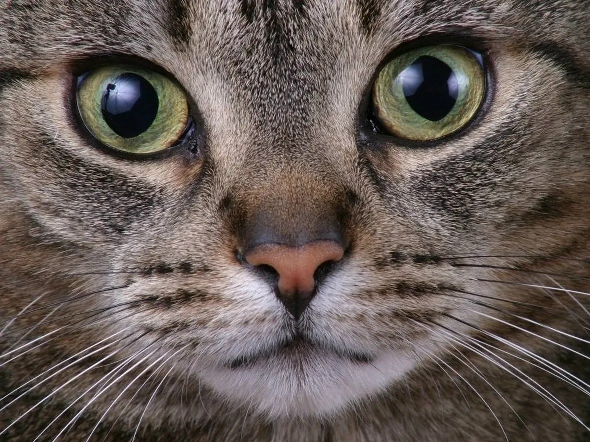 Gatto europeo