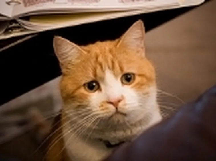 gatto con diarrea