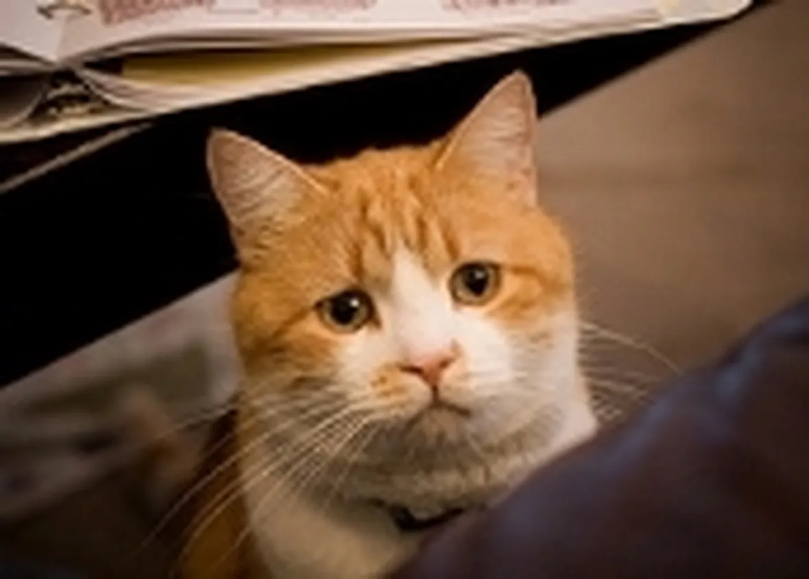gatto con diarrea