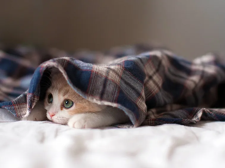 gattino
