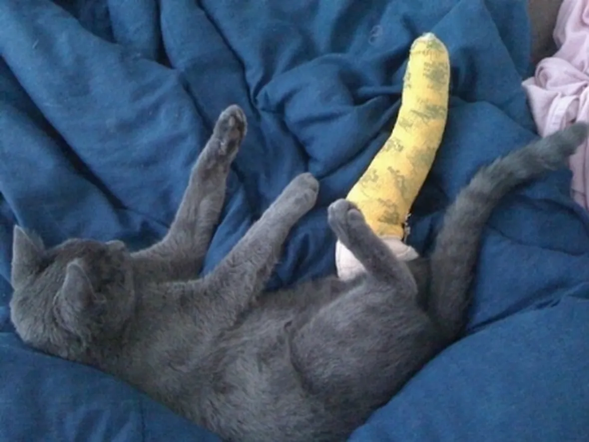 gatto con zampa rotta