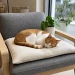 Perché con meno luce il gatto dorme più a lungo