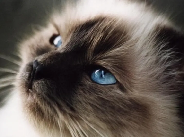 gatto sacro di birmania