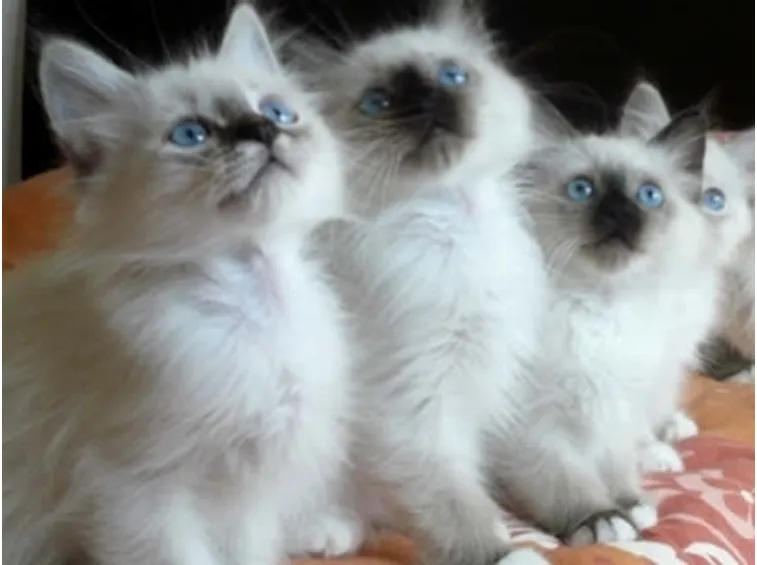 gatto birmano