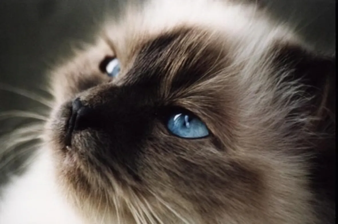 gatto sacro di birmania