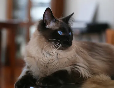 gatto Balinese
