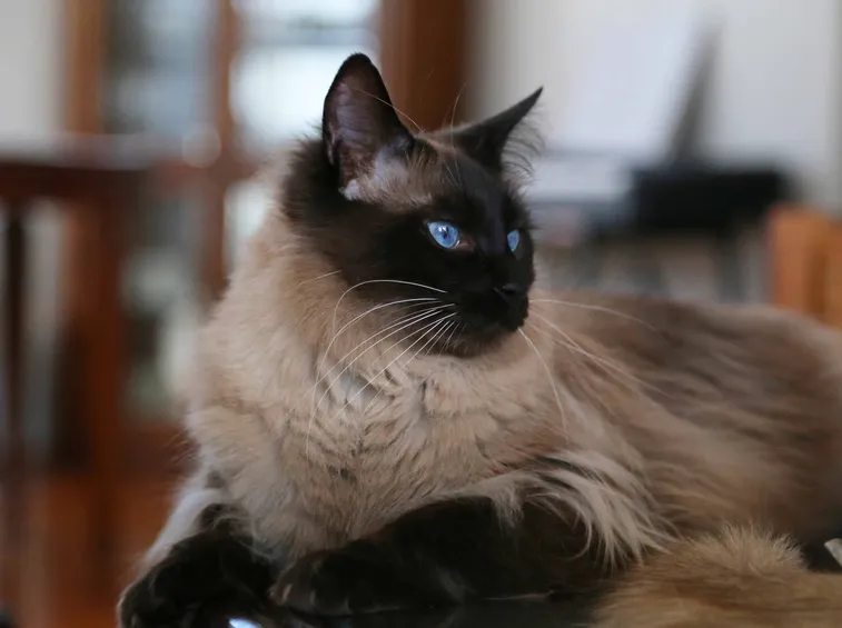 gatto Balinese