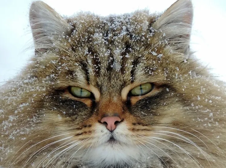 gatto siberiano