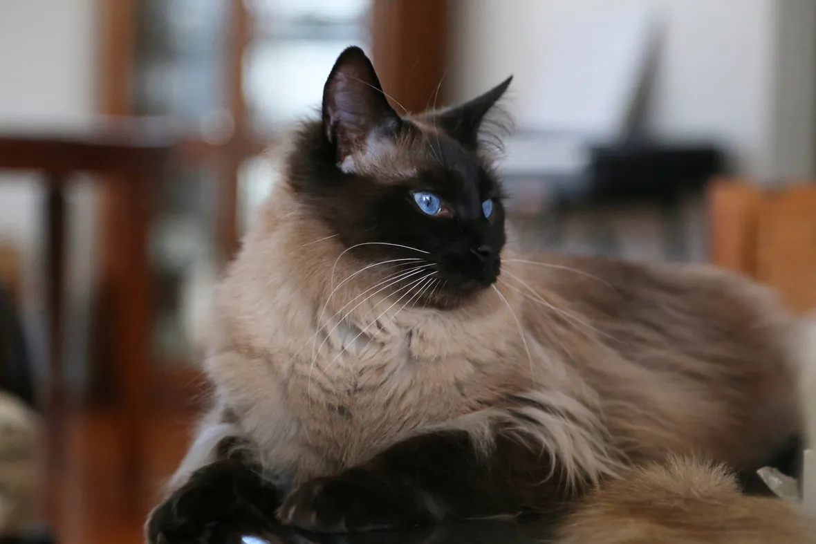gatto Balinese
