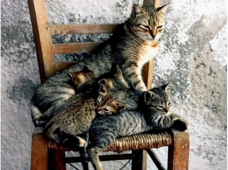 mamma gatta