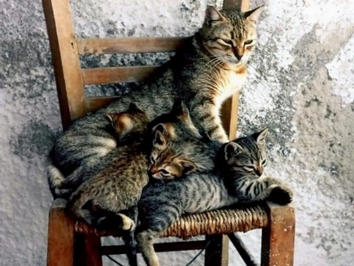 mamma gatta