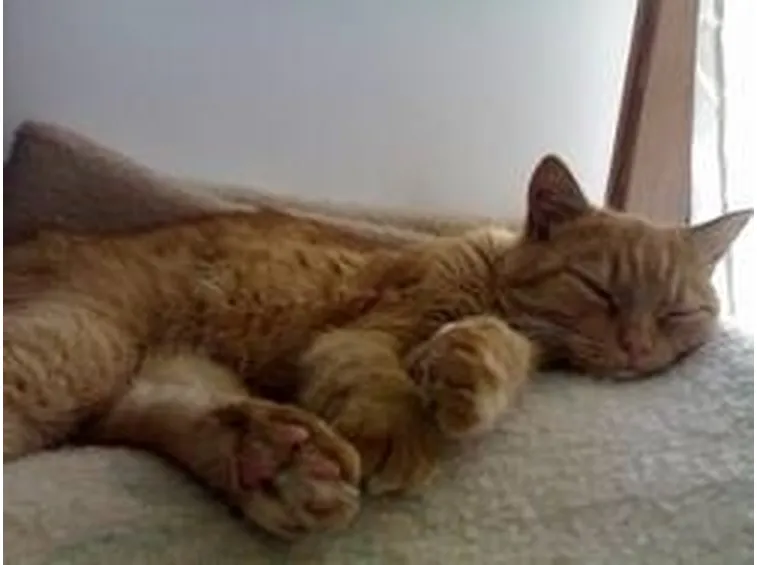 Gatto dormiente