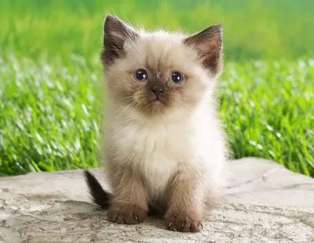 Kitten cat