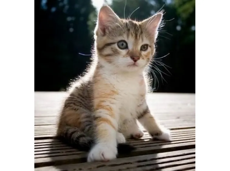 Cucciolo di gatto