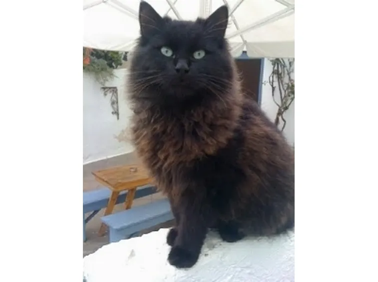 Gatto regale