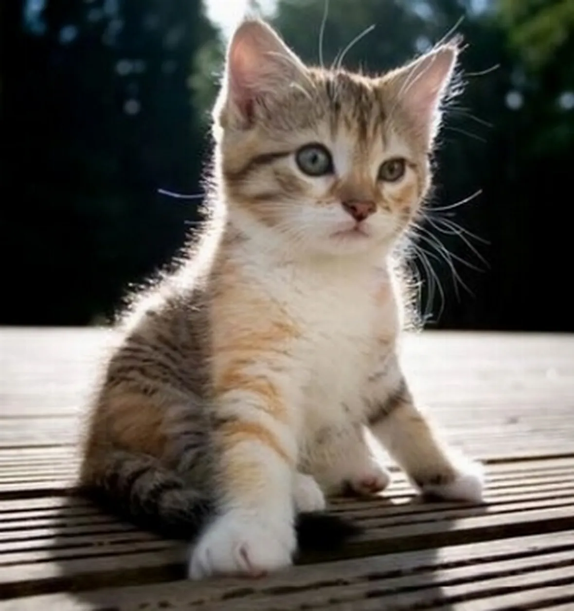 Cucciolo di gatto