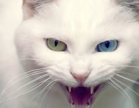 gatto bianco