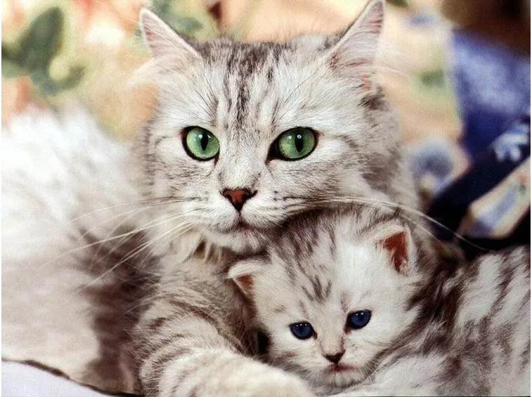 Il Gatto Nero Day contro i pregiudizi