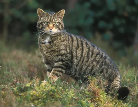 gatto selvatico