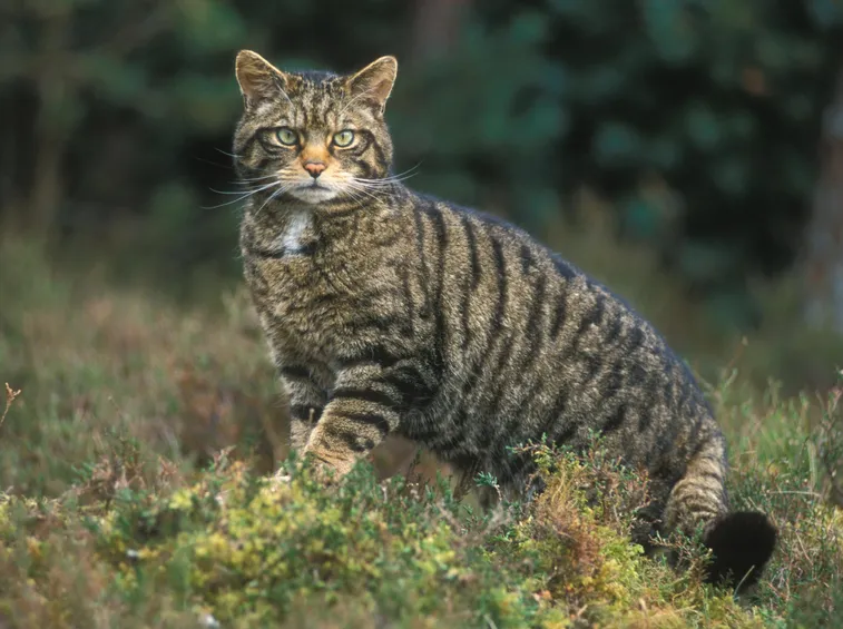gatto selvatico