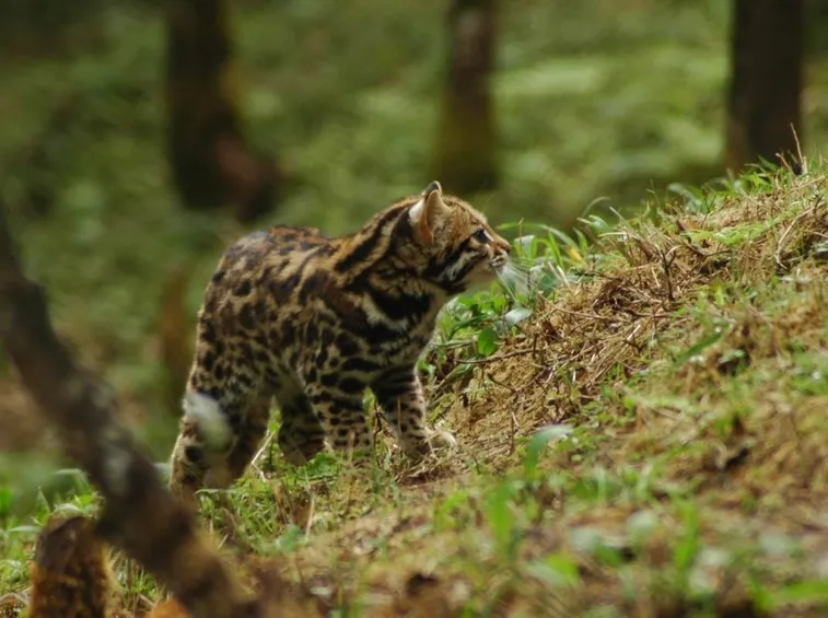gatto selvatico