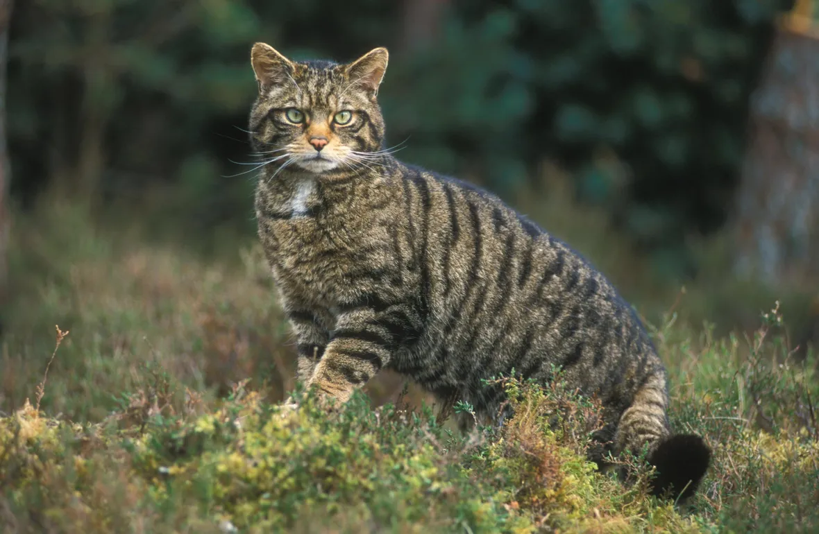 gatto selvatico