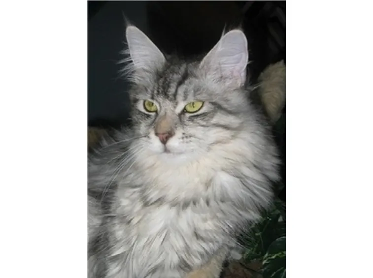 Gatto castrato