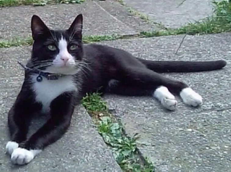Gatto adulto