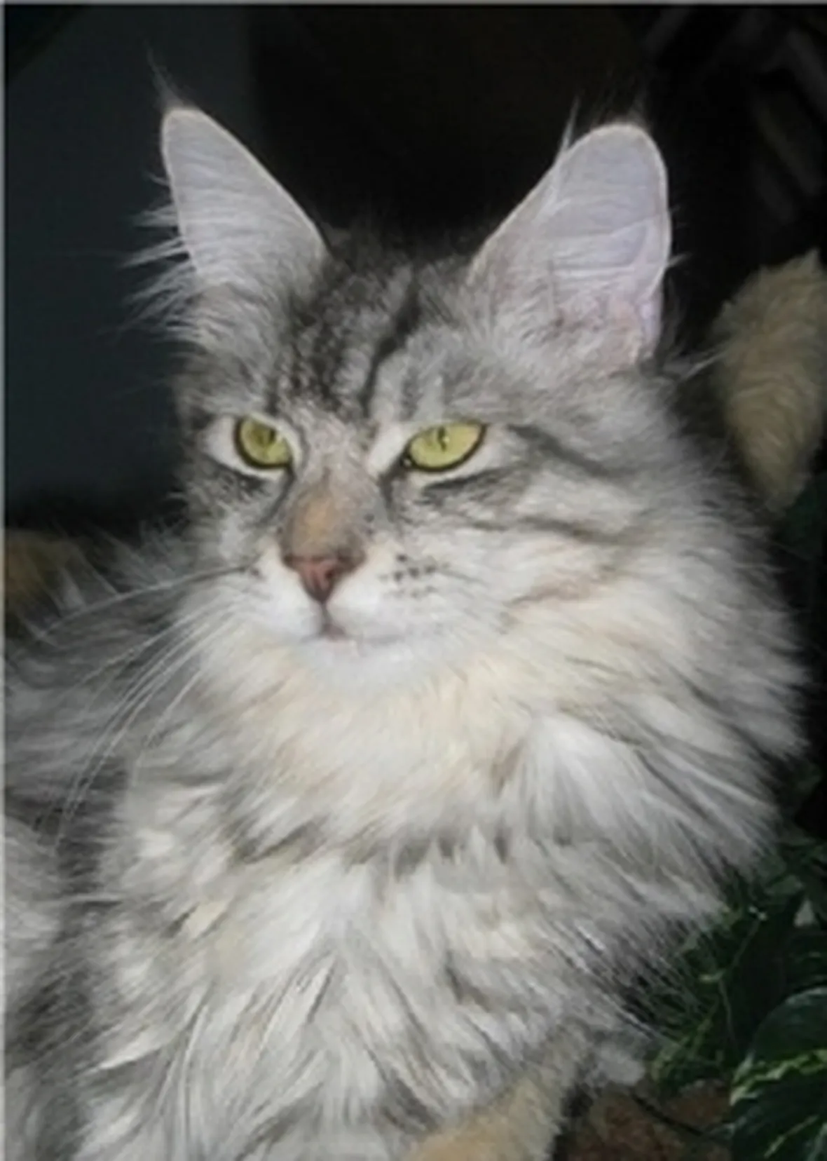 Gatto castrato