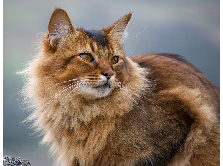 gatto somalo