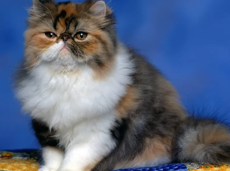 Gatto persiano