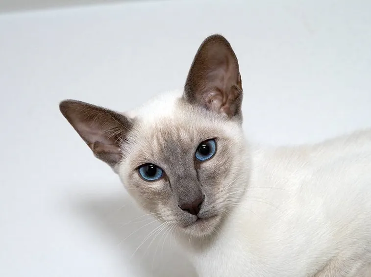 Gatto siamese