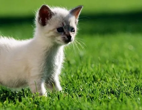 gattino curioso