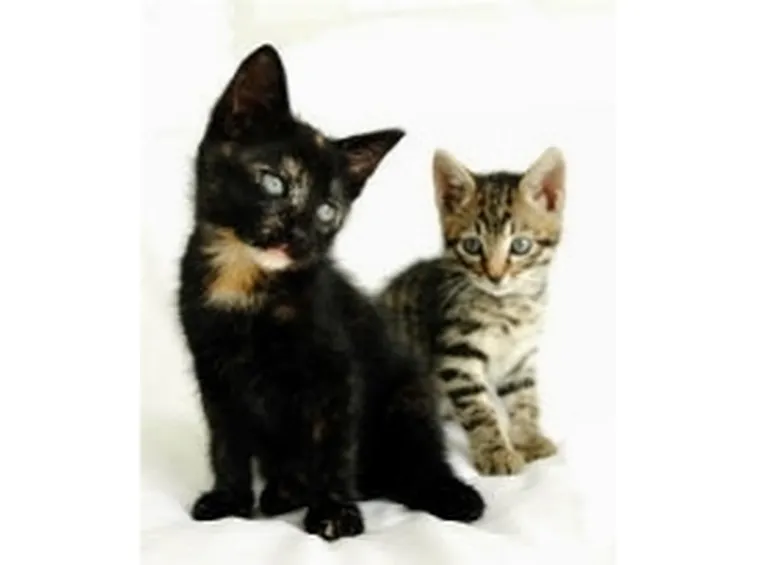 foto gatto