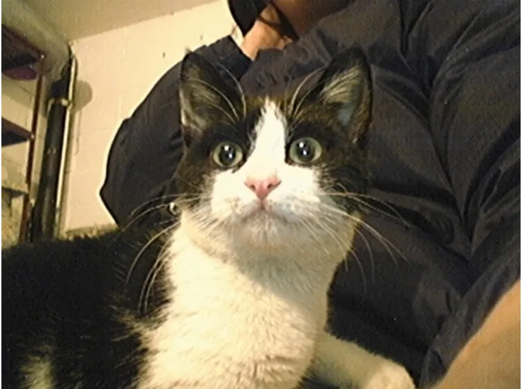 immagini gatti