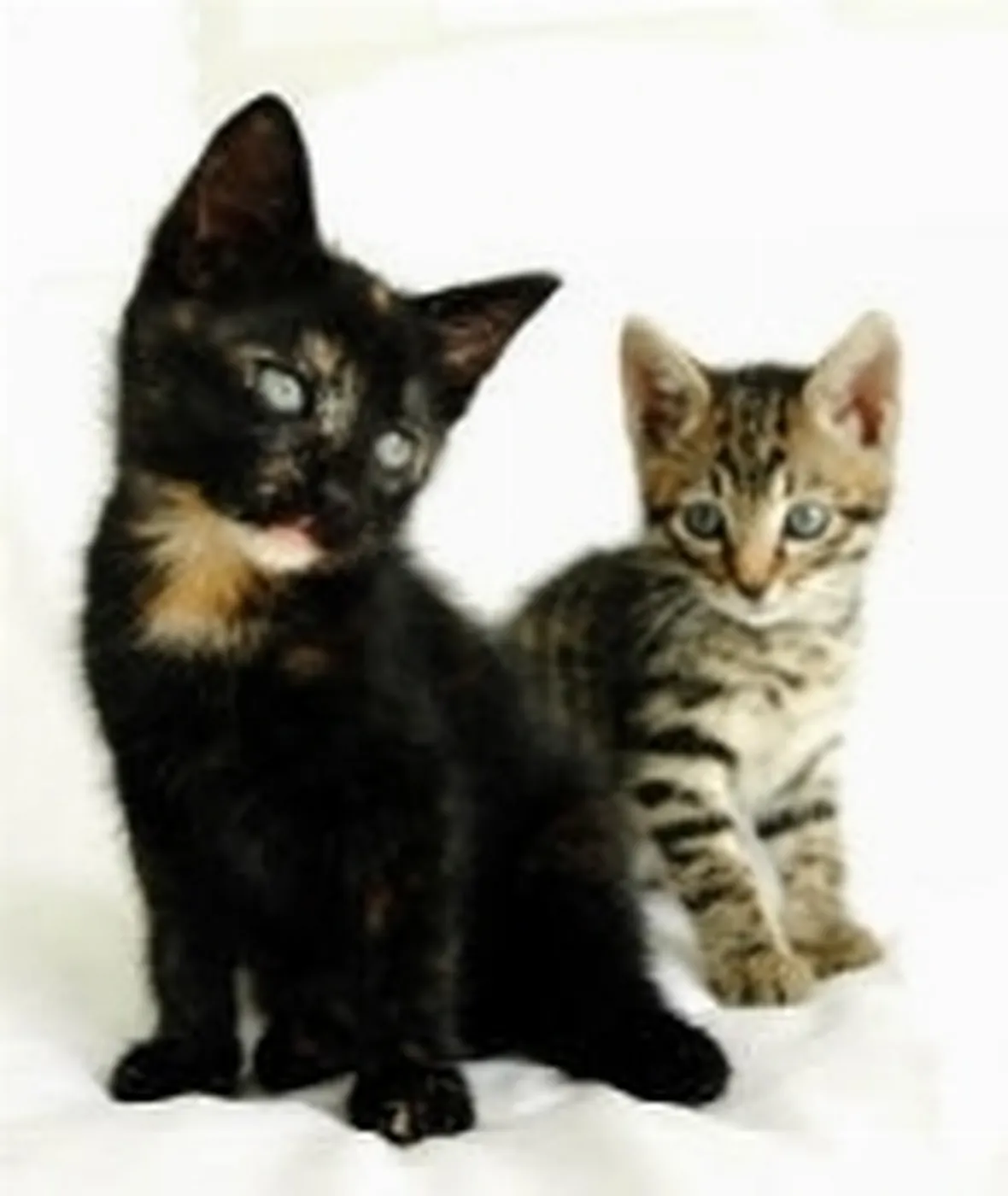 foto gatto