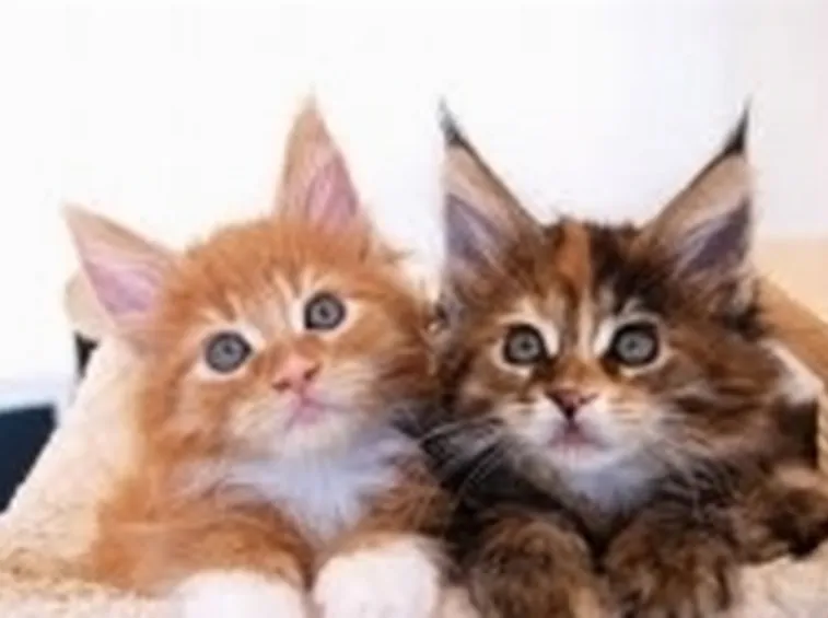 Cuccioli gatto