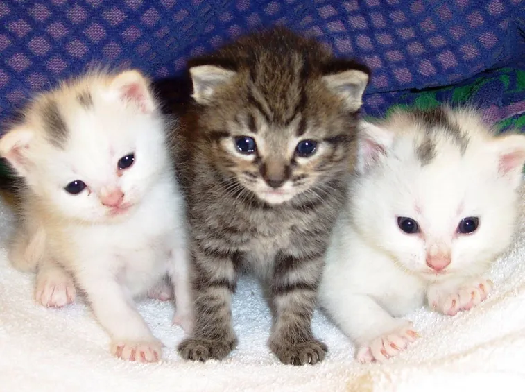 allergie gatti
