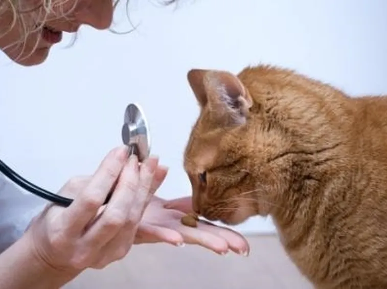 coccidiosi gatto