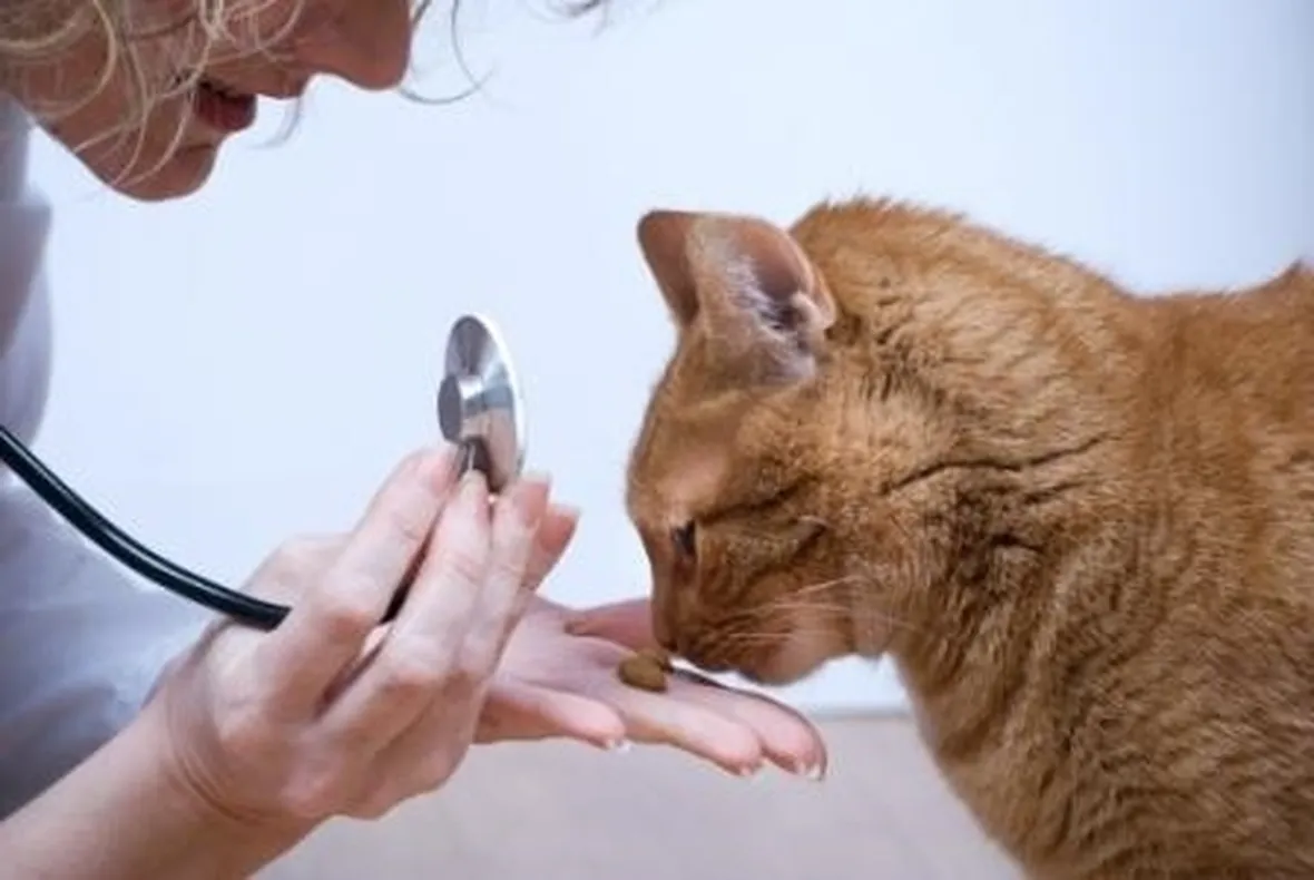 coccidiosi gatto