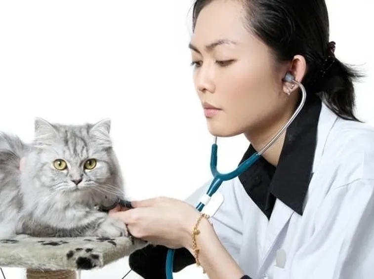 Ricorrere all'aiuto del veterinario è di fondamentale importanza