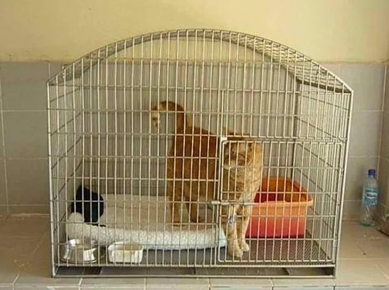 E' importante isolare il soggetto malato per evitare che contagi altri gatti