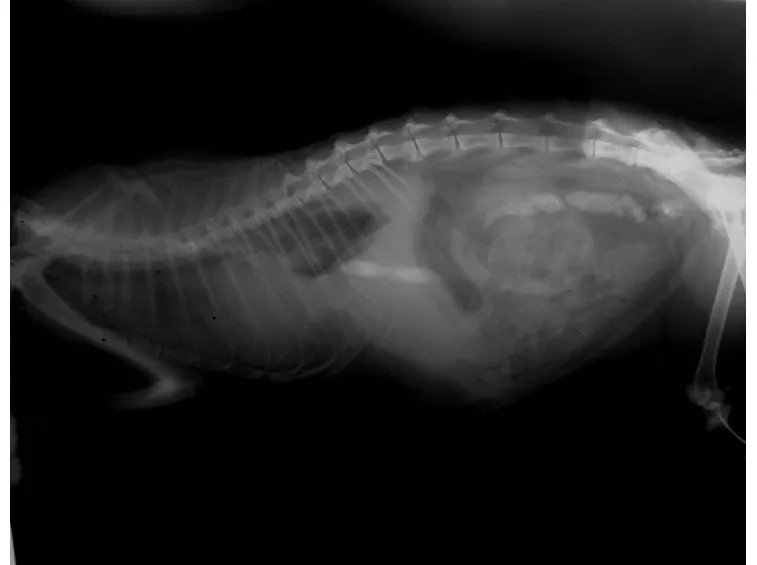 Una radiografia di un gatto che presenta la formazione di liquido addominale, caratteristica della FIP gatto in forma umida