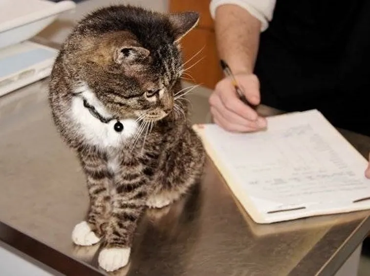 Controlli periodici dal veterinario possono risultare efficaci nella prevenzione della FIP gatto