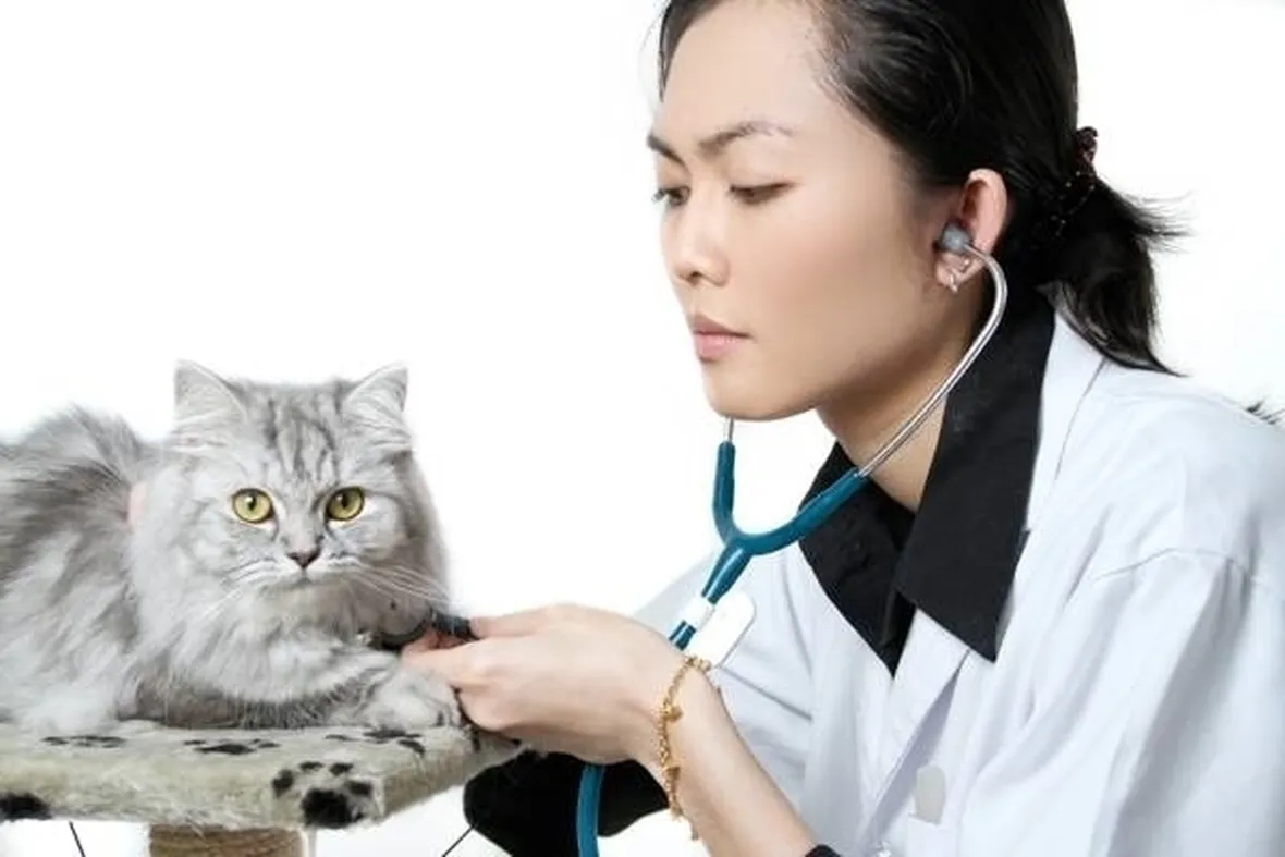 Ricorrere all'aiuto del veterinario è di fondamentale importanza