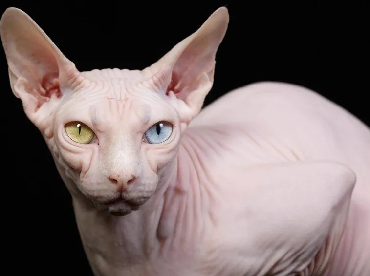 Sphynx