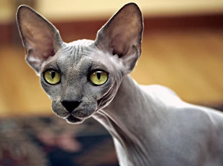 Sphynx adulto